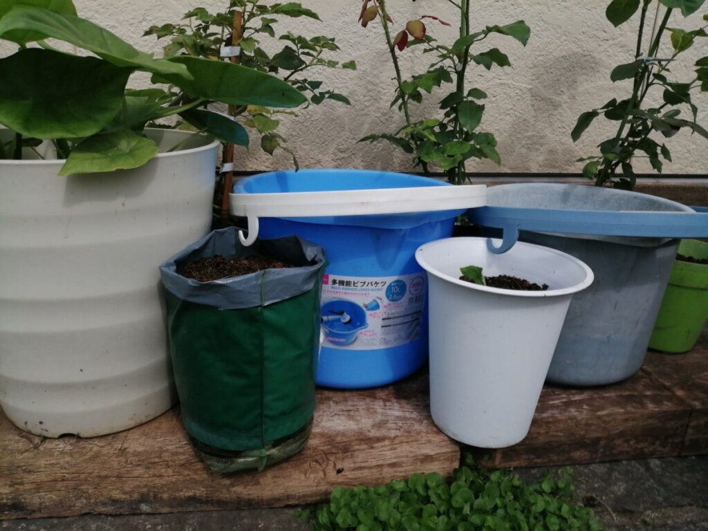 バラ鉢植え夏バテ対策｜植木鉢とバケツで日陰を作る